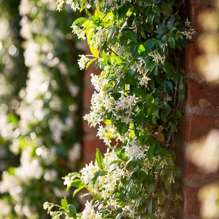 Belvilla By Oyo Pergola Holiday home Cortona